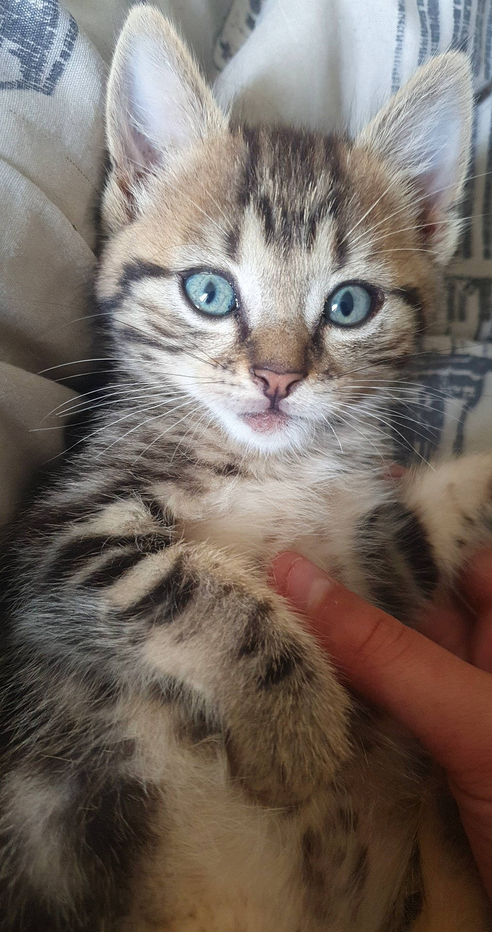 Monster a rejoint le concours — aidez-le/la à gagner de superbes lots ! aegean_cat, american_shorthair, american_wirehair, asian, australian_mist, carnivore, cat, domestic_short_haired_cat, dragon_li, egyptian_mau, european_shorthair, felidae, kitten, mammal, pixie_bob, siberian, small_to_medium_sized_cats, tabby_cat, vertebrate, whiskers