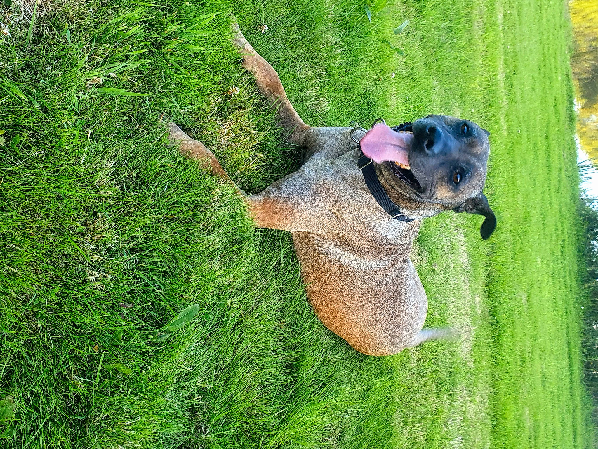 Fiesta participe au concours pour gagner de l'argent avec cette photo : canidae, carnivore, dog, dog_breed, fawn, grass, plant, snout, sporting_group, tail