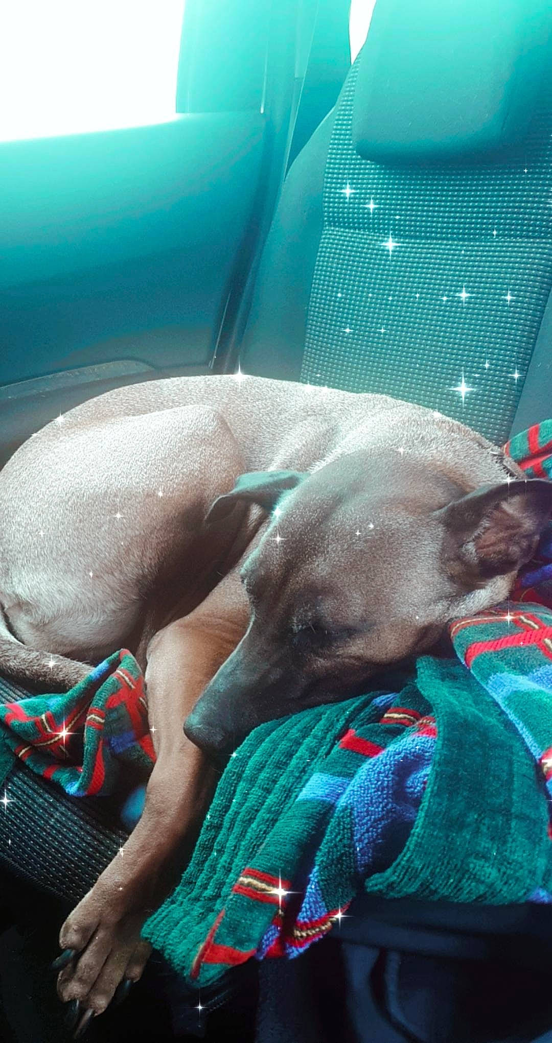 Fiesta participe au concours pour gagner de l'argent avec cette photo : manatee, marine_mammal, weimaraner