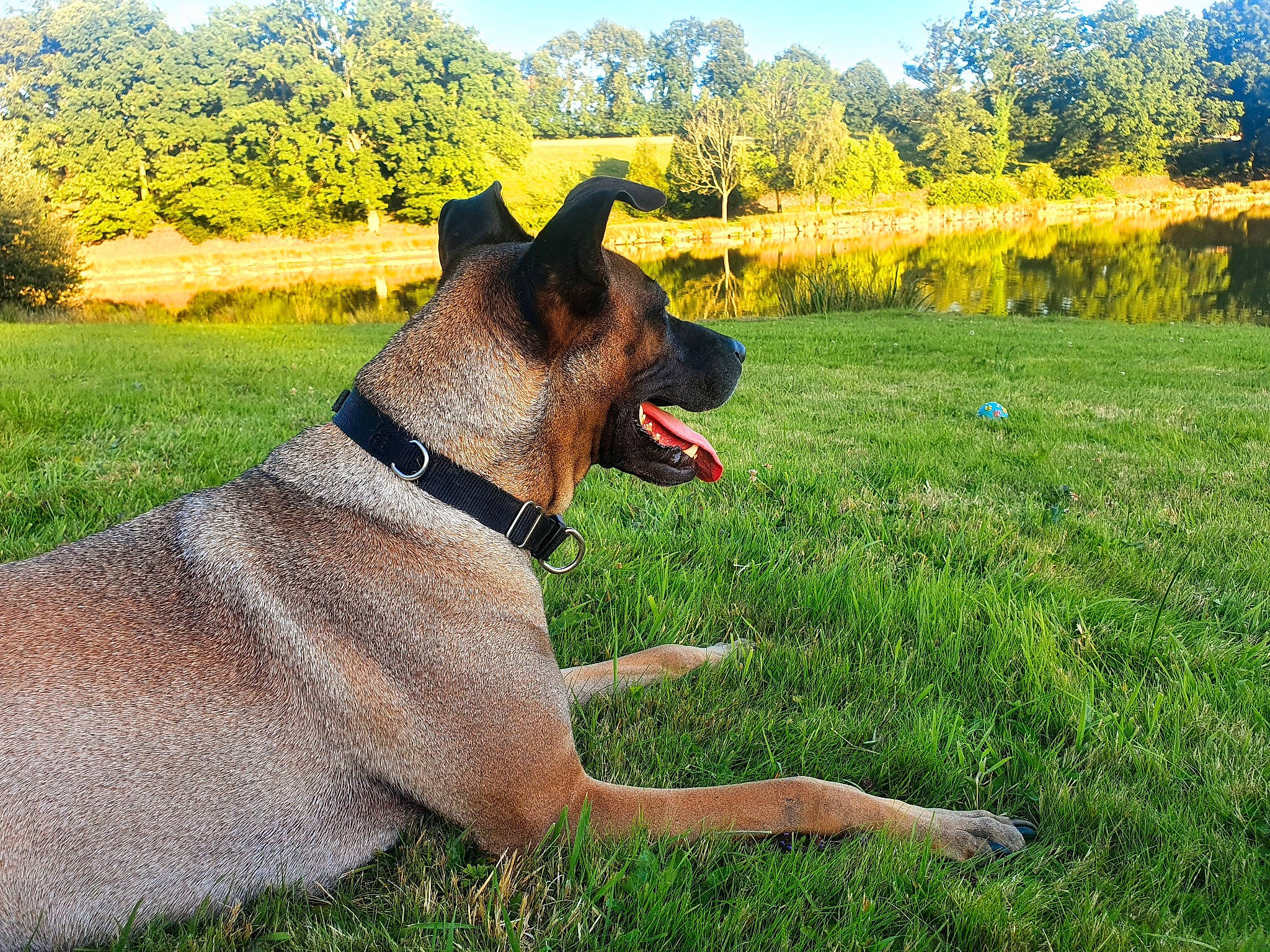 Fiesta participe au concours pour gagner de l'argent avec cette photo : belgian_shepherd_malinois, canidae, carnivore, collar, dog, dog_breed, dog_collar, east_european_shepherd, fawn, german_shepherd_dog, grass, lawn, mammal, old_german_shepherd_dog, plant, rare_breed_dog, snout, vertebrate, working_dog