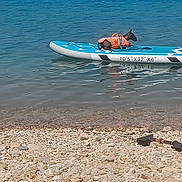 Athya a rejoint le concours — aidez-le/la à gagner de superbes lots ! animal, blue, boat, calm, dog, floating, lake, leisure, life_jacket, nature, orange, outdoor, paddleboard, pet, recreation, rocky_shore, summer, trees, vacation, water