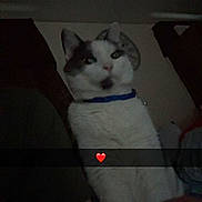 Oliver is registered to the contest to win money with this photo: cat, indoor, pet, animal, collar, white_cat, gray_cat, sitting, dim_light, curtains, clock, wall, yellow_text, neon_text, heart_emoji, portrait, feline, domestic_cat, expression, blue_collar