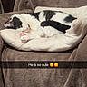 Oliver joined the competition — help win amazing prizes! cat, black_and_white_cat, cushion, blanket, sleeping, resting, indoor, pet, feline, cute, cozy, fur, animal, relaxing, soft, home, comfort, nap, whiskers, pink_paws
