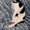 Oliver is registered to the contest to win money with this photo: cat, black_and_white, pet, sleeping, blanket, texture, indoor, fur, animal, relaxed, resting, cozy, feline, cute, portrait, screenshot, phone_ui, dark_hdr, chat, mobile