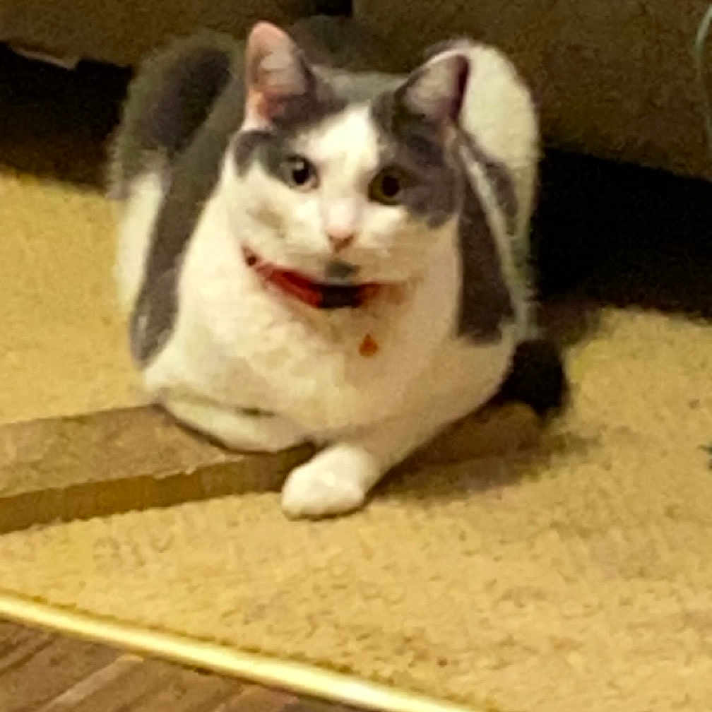 Oliver is registered to the contest to win money with this photo: cat, indoor, carpet, furniture, pet, animal, collar, brown, beige, floor, wood_floor, resting, looking, cute, domestic_cat, household, cute_pet, mammal, calm, curious