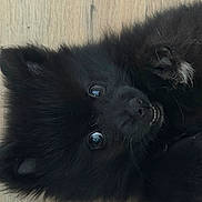 Bat participe au concours pour gagner de l'argent avec cette photo : dog, black_dog, fluffy, long_hair, upside_down, lying_down, portrait, close_up, teeth, smile, goofy, pet, animal, fur, eyes, nose, whiskers, wood_floor, indoors, funny