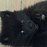 dog, black_dog, fluffy, long_hair, upside_down, lying_down, portrait, close_up, teeth, smile, goofy, pet, animal, fur, eyes, nose, whiskers, wood_floor, indoors, funny