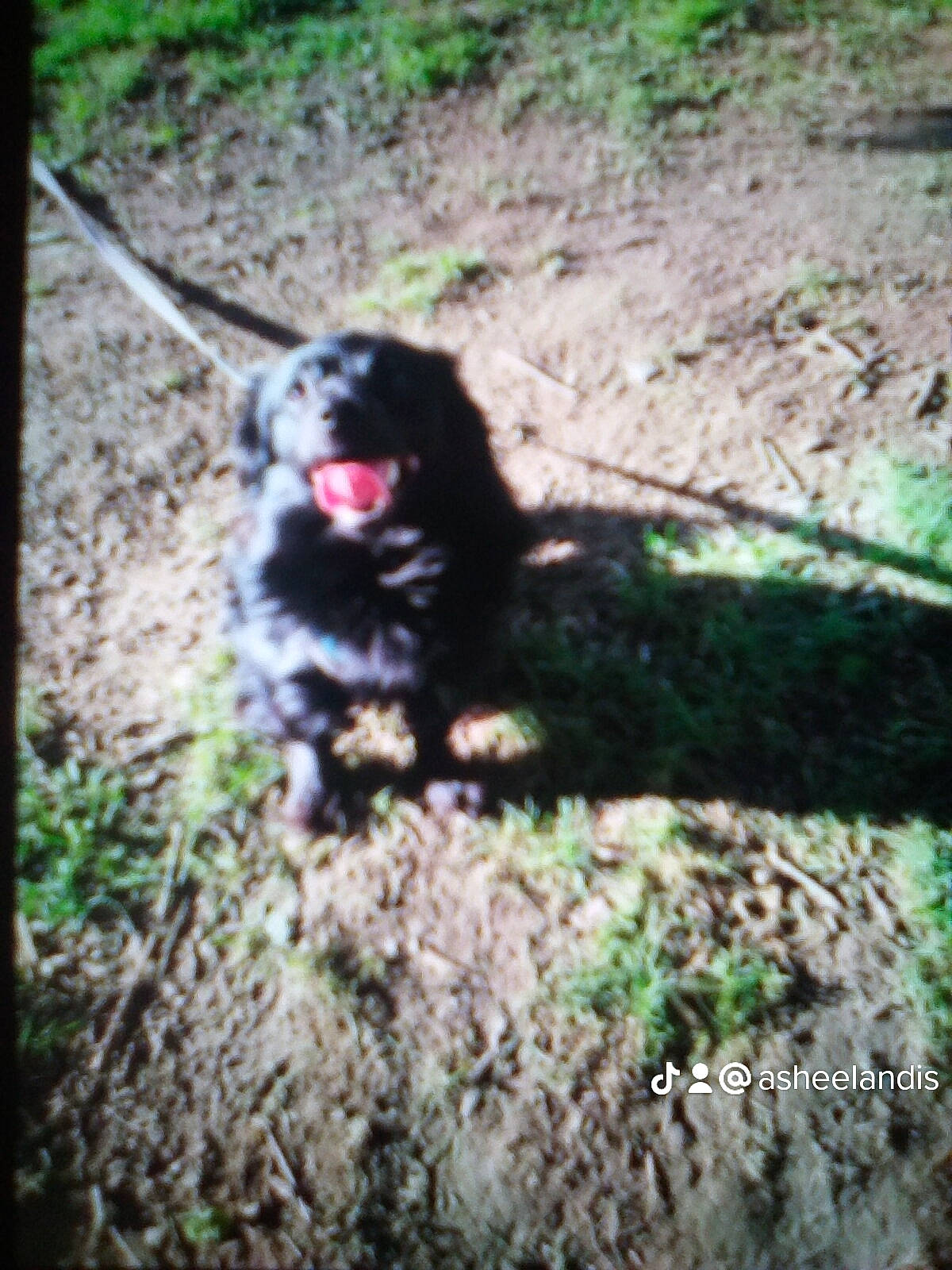 Buck is registered to the contest to win money with this photo: canidae, carnivore, companion_dog, dog, dog_breed, dog_supply, fawn, fur, grass, plant, soil, sporting_group, tail, terrestrial_animal, terrestrial_plant, tints_and_shades, toy_dog, tree, trunk, working_dog