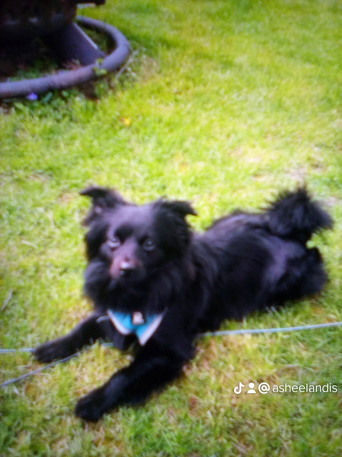 Buck joined the competition — help win amazing prizes! canidae, carnivore, companion_dog, dog, dog_breed, dog_supply, german_spitz_klein, german_spitz_mittel, grass, herding_dog, lawn, liver, non_sporting_group, snout, sporting_group, tail, terrestrial_animal, working_animal, working_dog