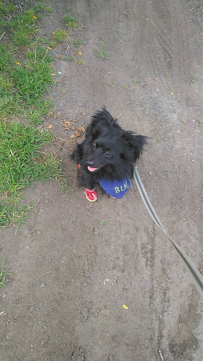 Buck joined the competition — help win amazing prizes! asphalt, canidae, carnivore, collar, companion_dog, concrete, dog, dog_breed, electric_blue, fur, german_spitz_klein, non_sporting_group, road_surface, shadow, snout, soil, sporting_group, tar, terrestrial_animal, working_animal