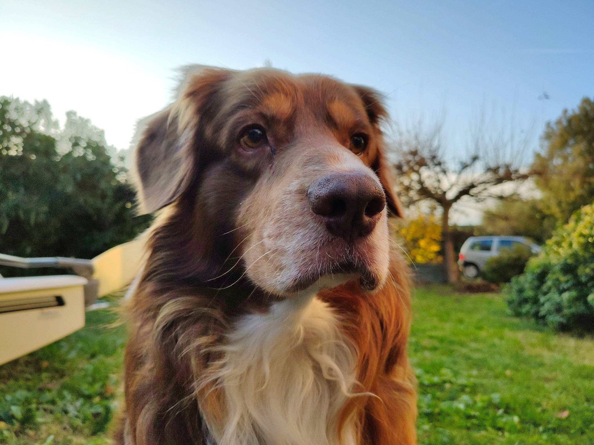 Garou a rejoint le concours — aidez-le/la à gagner de superbes lots ! australian_shepherd, canidae, carnivore, companion_dog, dog, dog_breed, english_shepherd, mammal, miniature_australian_shepherd, nova_scotia_duck_tolling_retriever, snout, sporting_group, vertebrate, working_dog