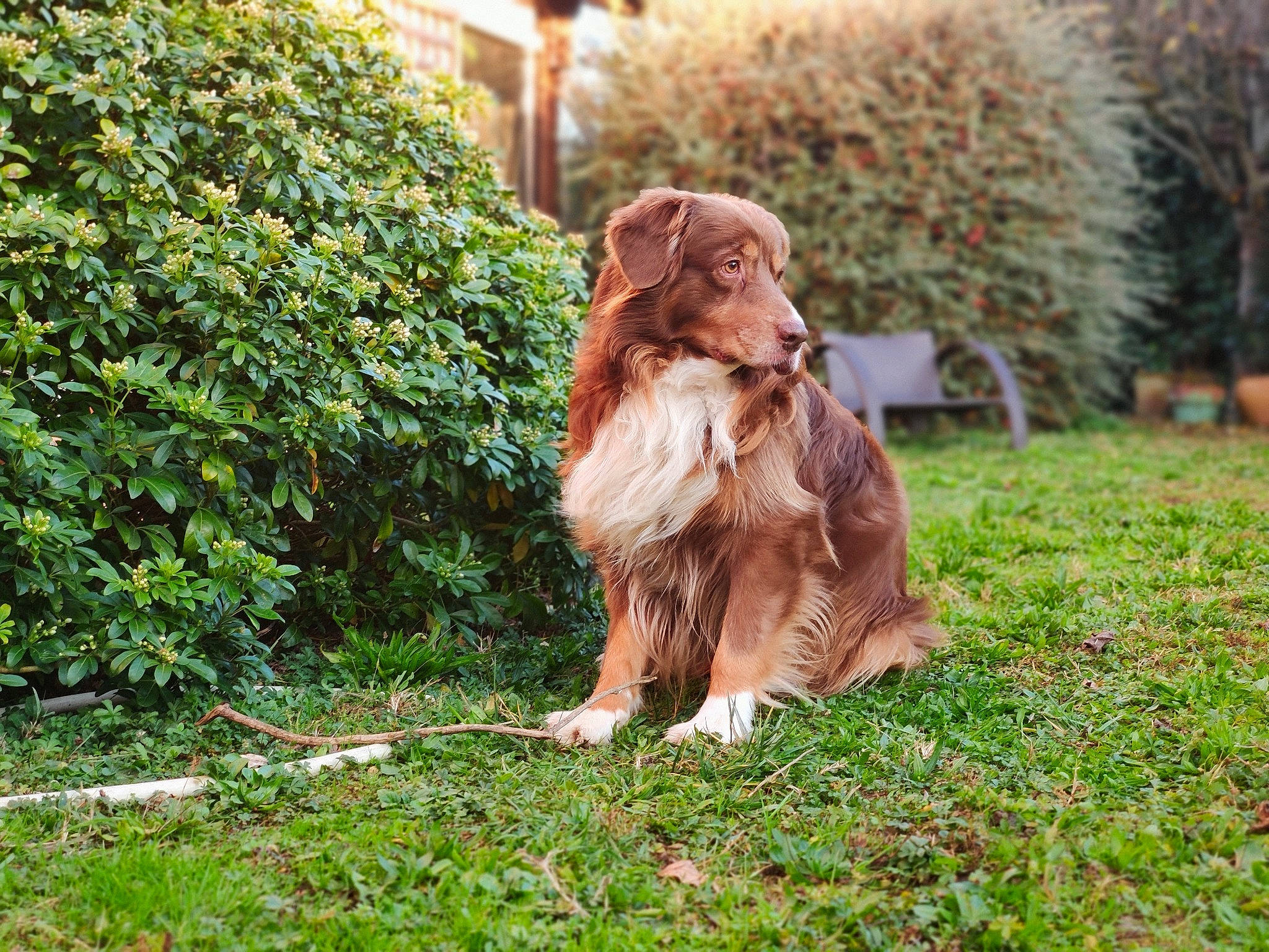 Garou participe au concours pour gagner de l'argent avec cette photo : canidae, carnivore, companion_dog, dog, dog_breed, english_cocker_spaniel, german_longhaired_pointer, german_spaniel, grass, irish_setter, liver, mammal, nova_scotia_duck_tolling_retriever, picardy_spaniel, rare_breed_dog, retriever, setter, spaniel, sporting_group, vertebrate