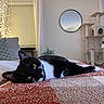 Toast joined the competition — help win amazing prizes! bed, black_and_white_cat, blanket, cat, cat_tree, cozy, curtains, decorative_lights, floor, furniture, home_decor, indoor, living_room, mirror, pet, relaxed, resting, soft_lighting, window_blinds, yellow_eyes