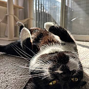 Toast is registered to the contest to win money with this photo: black_and_white, carpet, cat, cat_tree, close_up, cozy, feline, fur, glass_door, home, indoor, paws, pet, playful, relaxed, sunlight, upside_down, whiskers, window, yellow_eyes
