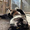 black_and_white, carpet, cat, cat_tree, close_up, cozy, feline, fur, glass_door, home, indoor, paws, pet, playful, relaxed, sunlight, upside_down, whiskers, window, yellow_eyes