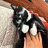Toast is registered to the contest to win money with this photo: black_and_white, blanket, cat, close_up, comfort, couch, cozy, cute, fur, hand, human_hand, indoor, orange, paw, pet, relaxed, resting, texture, whiskers, white_paw
