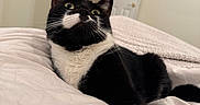 Toast joined the competition — help win amazing prizes! animal, bed, bedding, black_and_white, cat, cozy, curious, cute, feline, fur, home, indoor, looking_up, paw, pet, relaxed, soft, stretching, tuxedo_cat, whiskers