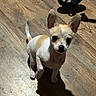 dog, chihuahua, small_dog, puppy, pet, sitting, standing, white_fur, tan_patches, large_ears, dark_eyes, black_nose, curled_tail, indoor, wood_floor, sunlight, shadow, home, portrait, animal_photography