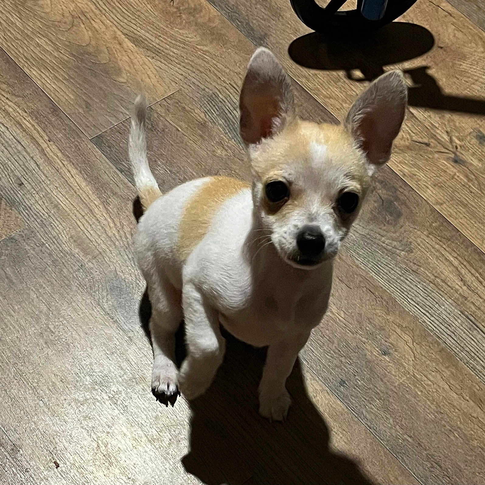 Milo joined the competition — help win amazing prizes! dog, chihuahua, small_dog, puppy, pet, sitting, standing, white_fur, tan_patches, large_ears, dark_eyes, black_nose, curled_tail, indoor, wood_floor, sunlight, shadow, home, portrait, animal_photography