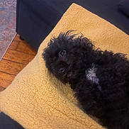Luna is registered to the contest to win money with this photo: puppy, dog, black_fur, curly_fur, blanket, yellow_blanket, couch, indoor, wooden_floor, pet, laying_down, cute, small_dog, fur, cozy, domestic_animal, animal, companion, relaxed, curious_eyes