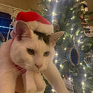 Bartholemew J. Cat joined the competition — help win amazing prizes! cat, white_cat, black_markings, santa_hat, christmas_tree, christmas_lights, christmas_ornaments, holiday, indoor, decorations, festive, skeleton_decoration, hand, pet, animal, closeup, celebration, winter, feline, christmas