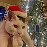 cat, white_cat, black_markings, santa_hat, christmas_tree, christmas_lights, christmas_ornaments, holiday, indoor, decorations, festive, skeleton_decoration, hand, pet, animal, closeup, celebration, winter, feline, christmas