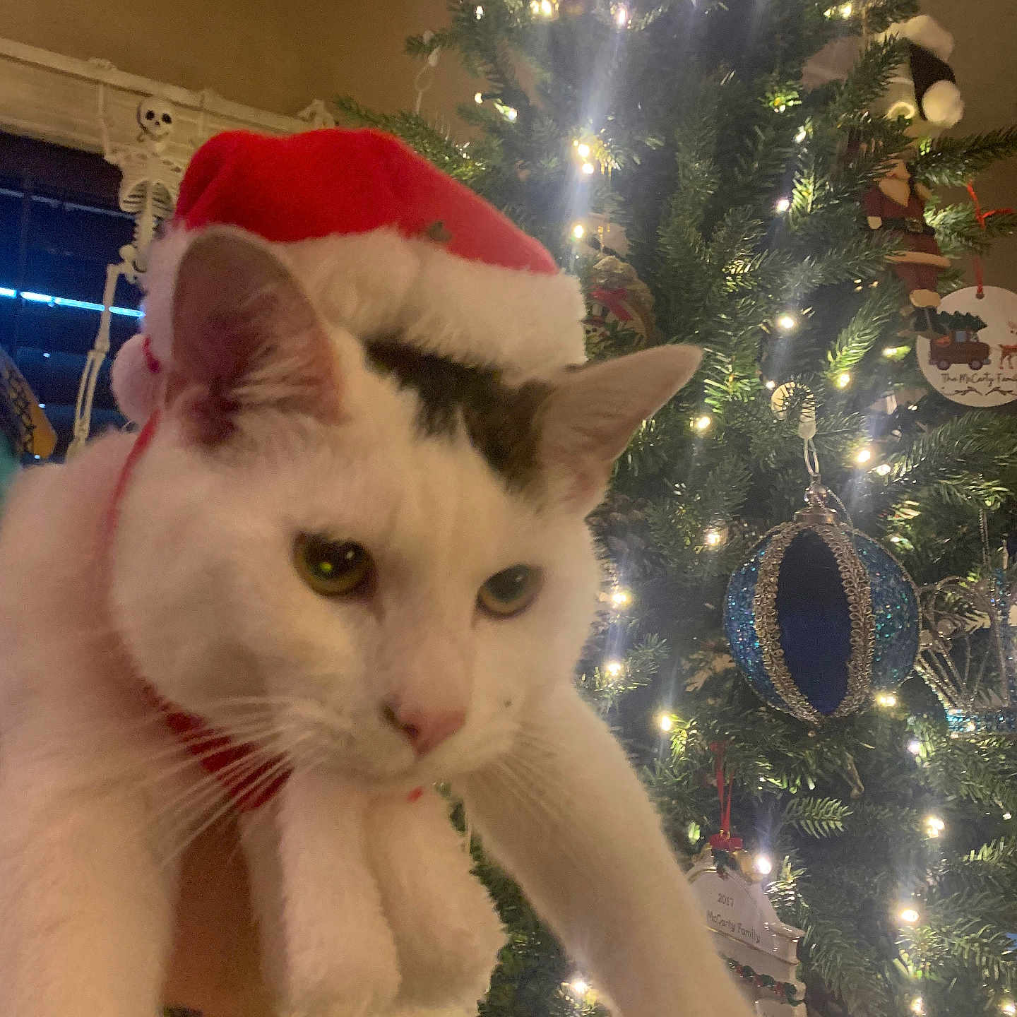 Bartholemew J. Cat joined the competition — help win amazing prizes! cat, white_cat, black_markings, santa_hat, christmas_tree, christmas_lights, christmas_ornaments, holiday, indoor, decorations, festive, skeleton_decoration, hand, pet, animal, closeup, celebration, winter, feline, christmas