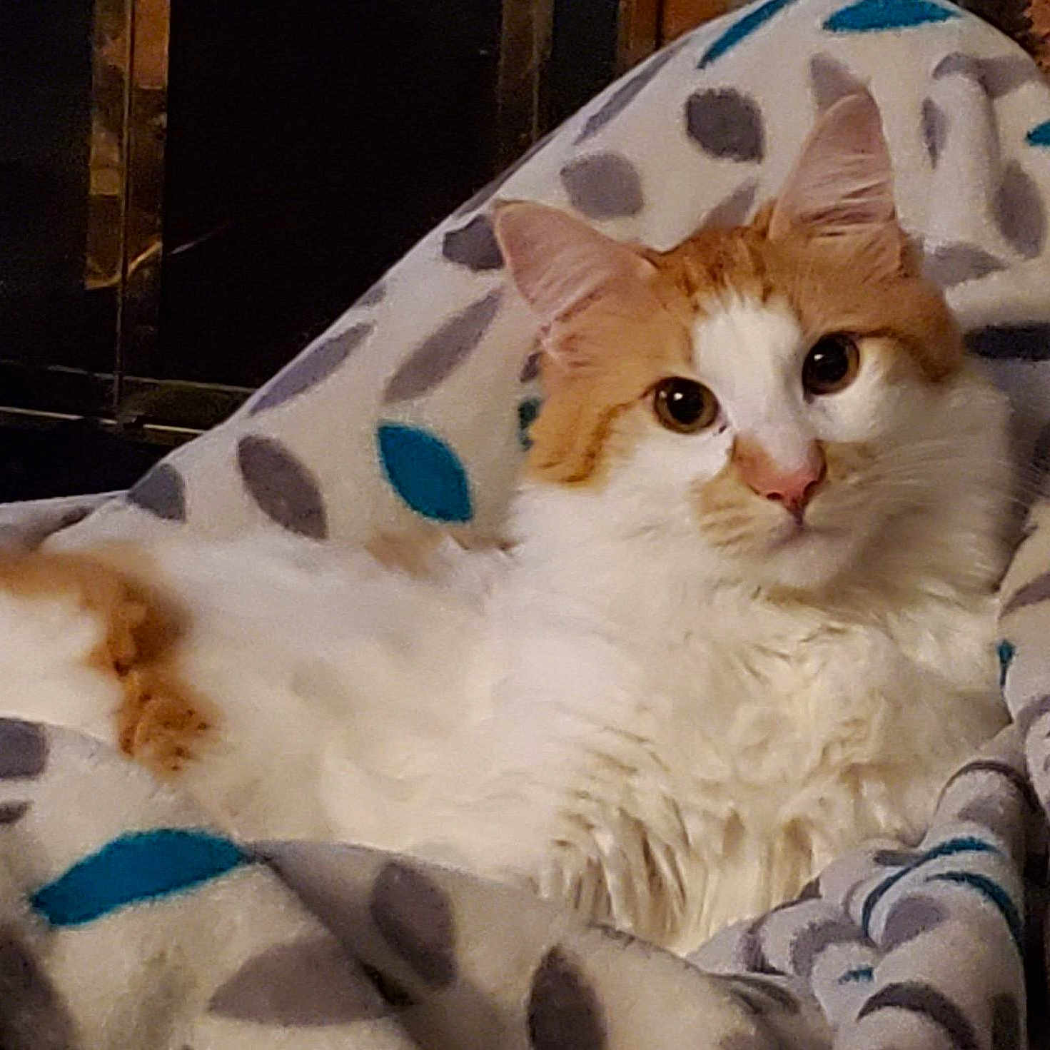 Murphy joined the competition — help win amazing prizes! abyssinian, angora, animal, bed, bedroom, blanket, cat, couch, cushion, furniture, homedecor, indoors, kitten, manx, person, pet, quilt, room, sleeping, towel