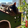 blue_sky, carpeted, cat, cat_house, cozy, daylight, feline, greenery, house_plant, indoor, paw, pet, plants, relaxed, resting, stretching, sunlight, tabby_cat, urban_view, window