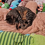 Pepita a rejoint le concours — aidez-le/la à gagner de superbes lots ! animal, bed, bedding, cat, colorful, cozy, cute, green_toy, indoor, luigi_plush, nap, patterned_sheet, plush_toy, relaxing, resting, sleeping, soft_texture, stuffed_animal, tabby_cat, teddy_bear