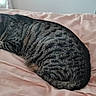 animal, bed, cat, comfort, cozy, cute, domestic_animal, feline, fur, indoor, nap, peaceful, pet, pink_bedspread, relaxation, resting, sleeping, striped_fur, tabby_cat, whiskers