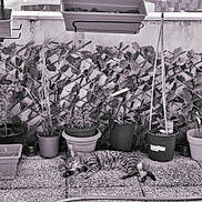 Pepita participe au concours pour gagner de l'argent avec cette photo : cat, tabby, sleeping, outdoor, plants, pots, vines, stone_patio, garden, nature, relaxing, pet, flora, leaves, resting, sunlight, feline, greenery, peaceful, home_garden