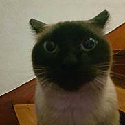 Ruby participe au concours pour gagner de l'argent avec cette photo : cat, siamese_cat, close_up, snoot, whiskers, eyes, ears, fur, face, pet, indoor, staircase, wood, wall, portrait, low_light, blurry, curious, domestic_animal, head_on