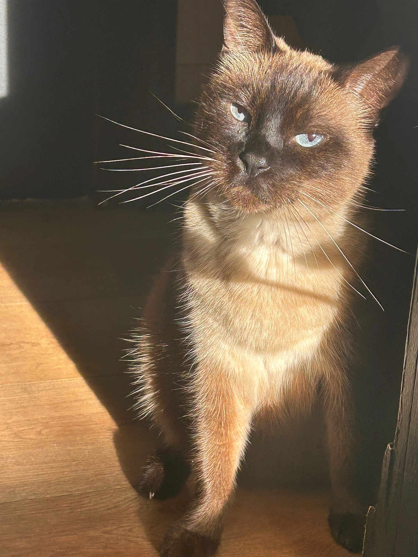 Ruby participe au concours pour gagner de l'argent avec cette photo : cat, siamese_cat, pet, whiskers, blue_eyes, sunlight, sunbeam, indoor, wooden_floor, portrait, fur, shadow, close_up, curious, sitting, paw, ears, nose, domestic_animal, relaxed