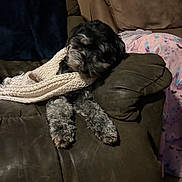 Reese is registered to the contest to win money with this photo: animal, black_dog, blanket, comfort, cozy, cute, dog, fur, furniture, gray_dog, home, indoor, leather_couch, living_room, pet, relaxing, resting, scarf, sleepy, warm