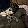 animal, black_dog, blanket, comfort, cozy, cute, dog, fur, furniture, gray_dog, home, indoor, leather_couch, living_room, pet, relaxing, resting, scarf, sleepy, warm