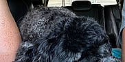 Reese is registered to the contest to win money with this photo: animal, black_fur, blanket, car_interior, car_seat, closeup, cozy, cup, curled_up, dog, fur, gray_fur, indoor, napping, pet, purple_lid, relaxed, resting, sleeping, transport