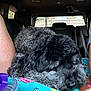 animal, black_fur, blanket, car_interior, car_seat, closeup, cozy, cup, curled_up, dog, fur, gray_fur, indoor, napping, pet, purple_lid, relaxed, resting, sleeping, transport