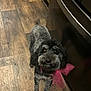 Reese joined the competition — help win amazing prizes! animal, appliance, black_dog, bow, companion, curious, cute, dog, domestic, flooring, fur, gray_dog, indoor, kitchen, looking_up, pet, pink_bow, small_dog, standing, wooden_floor