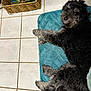 Reese is registered to the contest to win money with this photo: basket, bath_mat, bathroom, black_dog, bottle, canine, close_up, curly_fur, dog, domestic_animal, flooring, fur, gray_dog, home, indoor, laying_down, looking_back, pet, relaxed, tile_floor