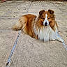 animal, brown, calm, canine, companion, cute, dog, domestic_animal, fluffy, fur, laying_down, mammal, outdoor, patio, pet, quiet, resting, shetland_sheepdog, stone_tiles, white