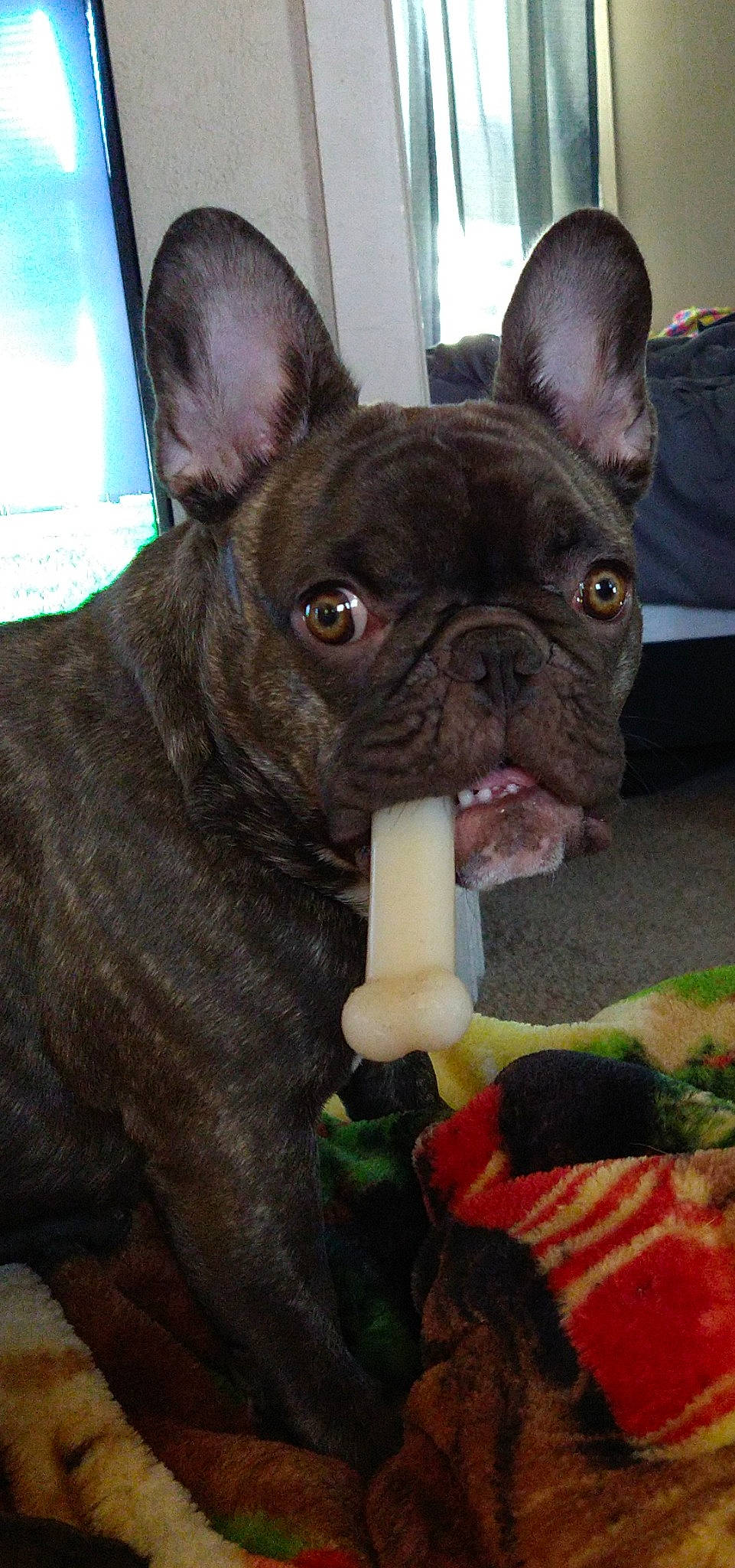 Riley Eileen joined the competition — help win amazing prizes! bulldog, canidae, carnivore, carrot, collar, companion_dog, dog, dog_breed, ear, fawn, french_bulldog, non_sporting_group, snout, sporting_group, terrestrial_animal, toy_dog, vertebrate, whiskers, working_animal, wrinkle