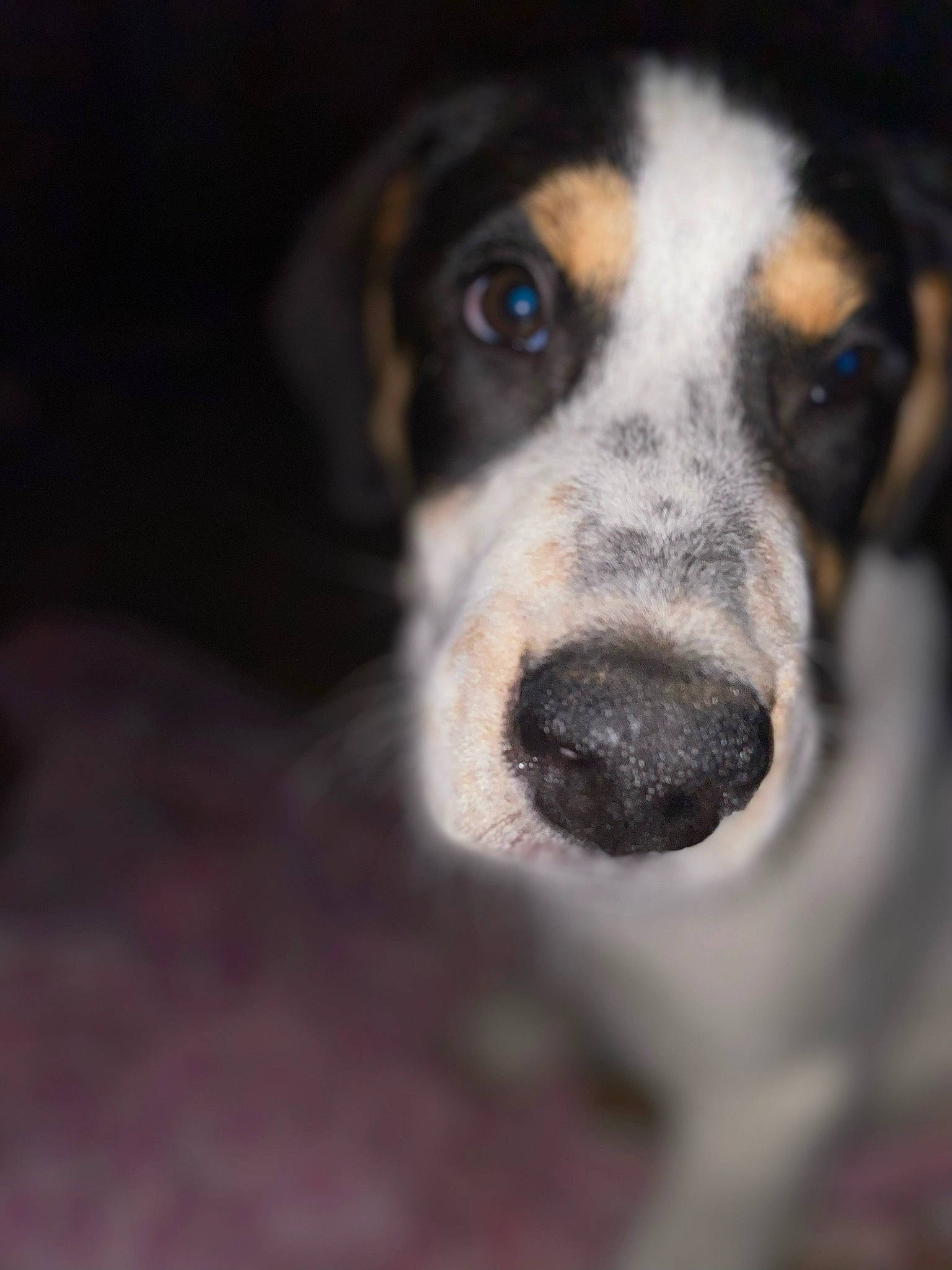 Marshall joined the competition — help win amazing prizes! canidae, carnivore, companion_dog, darkness, dog, dog_breed, fur, hunting_dog, scent_hound, snout, sporting_group, terrestrial_animal, whiskers, working_dog