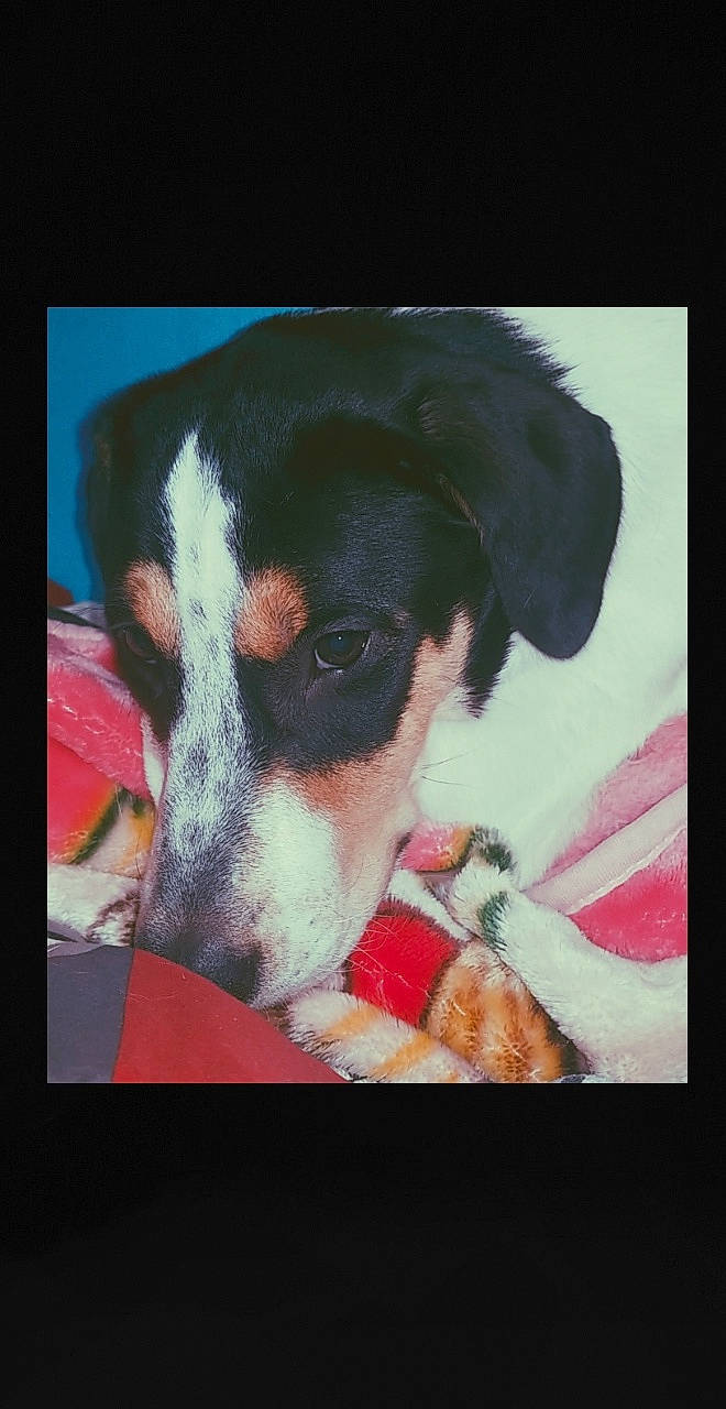 Marshall joined the competition — help win amazing prizes! art, canidae, carnivore, companion_dog, dog, dog_breed, recipe, rectangle, snout, sporting_group, whiskers, working_animal, working_dog