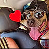 dog, pet, sunglasses, hat, tongue, happy, smiling, close_up, portrait, car, vehicle, passenger, road_trip, fashion, accessory, heart, red_heart, reflection, collar, leash