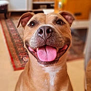 Bali participe au concours pour gagner de l'argent avec cette photo : dog, canine, pet, portrait, happy, smiling, tongue_out, sitting, brown_fur, white_chest, floppy_ears, short_coat, indoors, living_room, home, rug, furniture, houseplant, centered, close_up