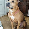 dog, tan_dog, sitting, portrait, pet, animal, short_hair, pink_collar, white_chest, brown_fur, black_nose, floppy_ears, paws, indoors, doorway, wooden_door, tile_floor, rug, shoes, home
