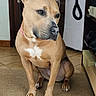 dog, pet, tan_dog, sitting, indoors, portrait, close_up, short_hair, white_chest, collar, serious_expression, side_eye, brown_fur, black_nose, floppy_ears, front_paws, carpet, tile_floor, home_interior, funny_expression