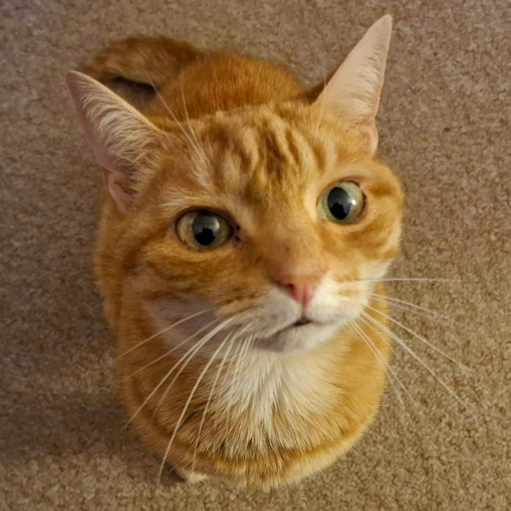 Chloe is registered to the contest to win money with this photo: animal, carpet, cat, close_up, curious, cute, domestic, ears, eyes, feline, fur, indoor, looking_up, mammal, nose, orange_tabby, pet, portrait, sitting, whiskers