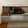 Pearl joined the competition — help win amazing prizes! animal, brown, carpet, cat, cozy, ears, fluffy, fur, gray, home, indoors, lounging, pet, portrait, sleeping, staircase, stairs, tabby, whiskers, wood